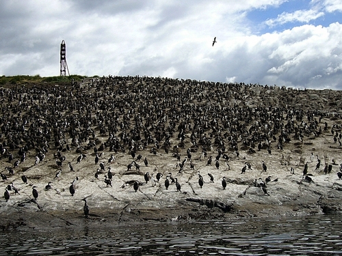Cormorant kuslarinin kolonisinde binlerce kus var...